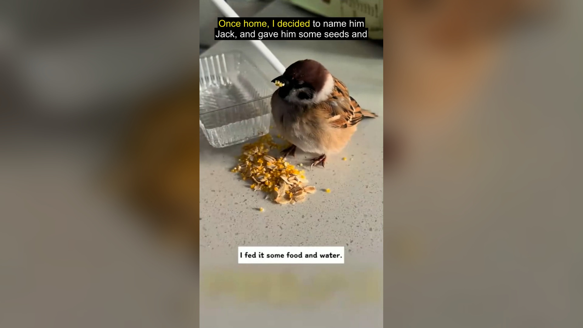 L1405002_saw sparrow stuck in railing, then #re_blurred_part2
