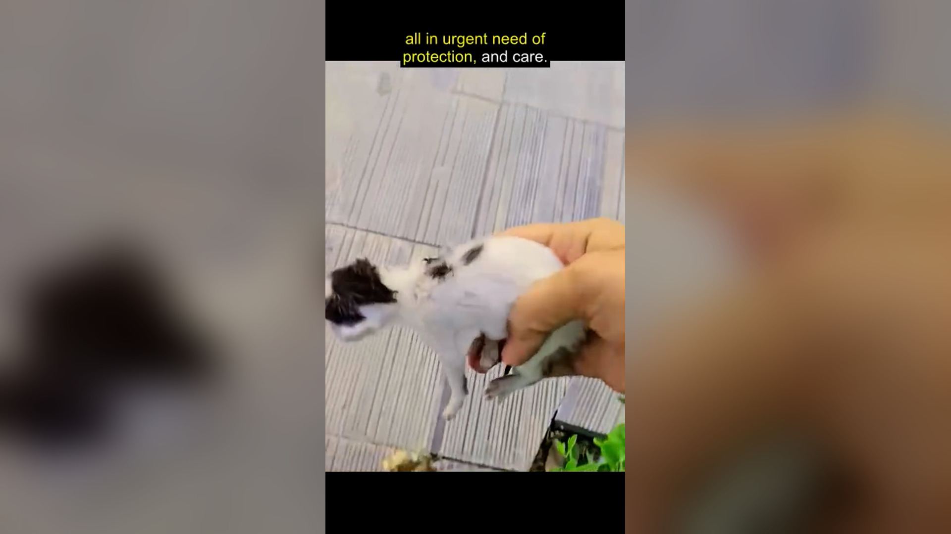 L1905001_Rescue a family cat on the road �����❤️❤️❤️❤️❤️❤️#rescue #rescueanima..._blurred_part2