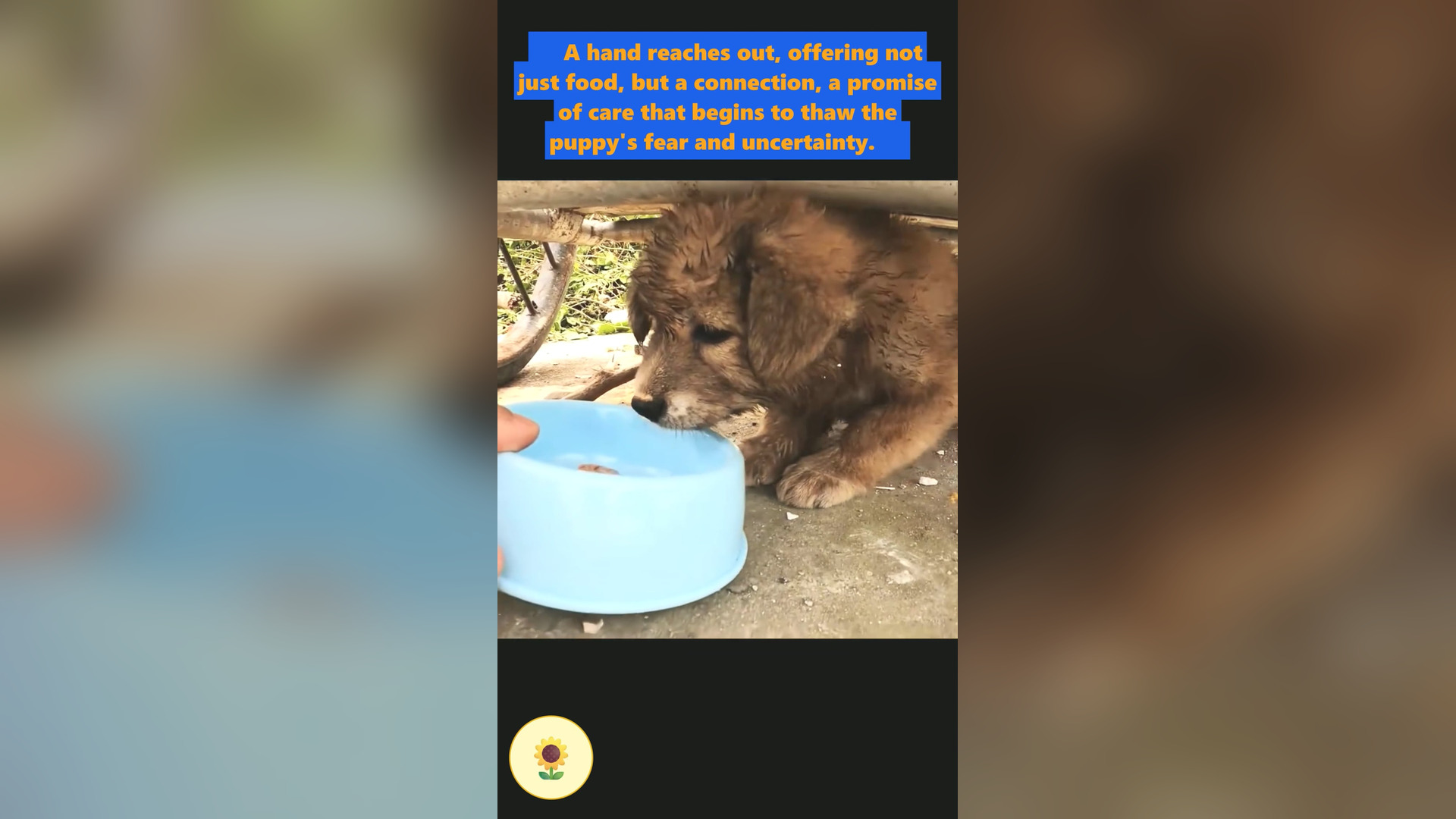 L2105001_A stray dog wandering in a garbage dump was rescued and adopted by a ..._part2