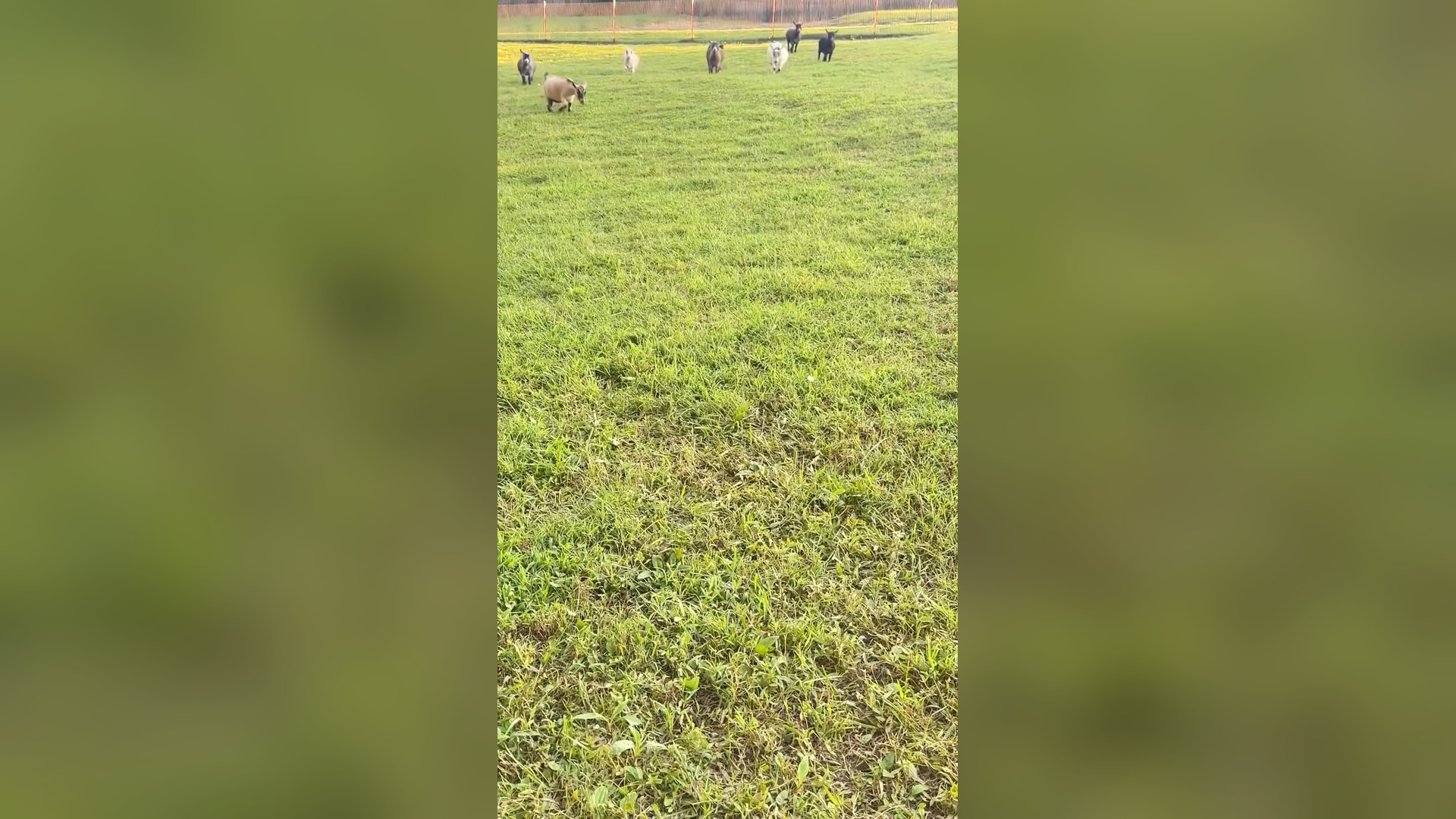 L2205002_Cute Goat ��������❤️❤️❤️❤️❤️❤️#rescue #rescueanimals #animals #animal..._part2