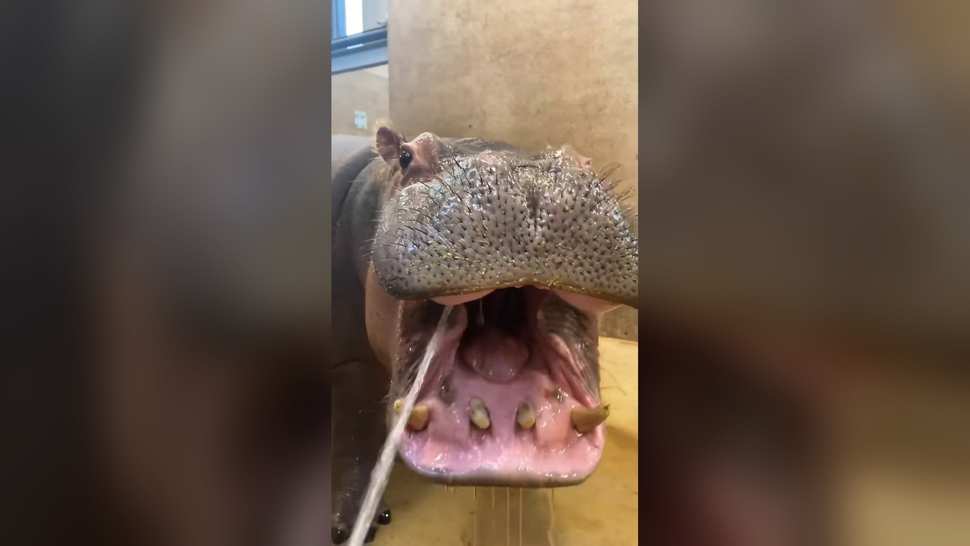 L2205003_Cute Hippo ��������❤️❤️❤️❤️❤️❤️❤️#animals #animalsoftiktok #cuteanima..._part2
