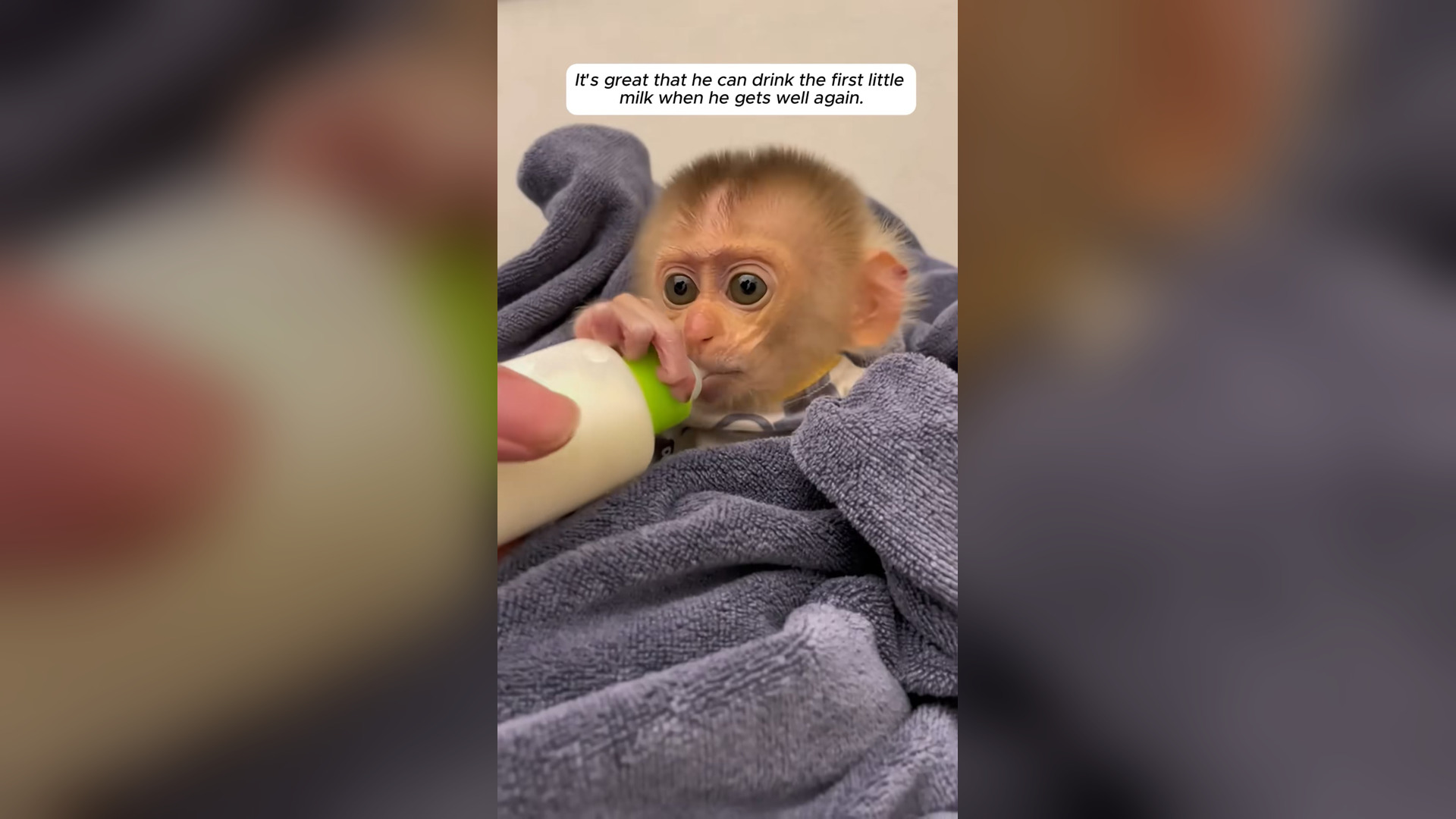 L2805001_OMG ! If it were a little slower, this cute monkey would definitely d..._part2