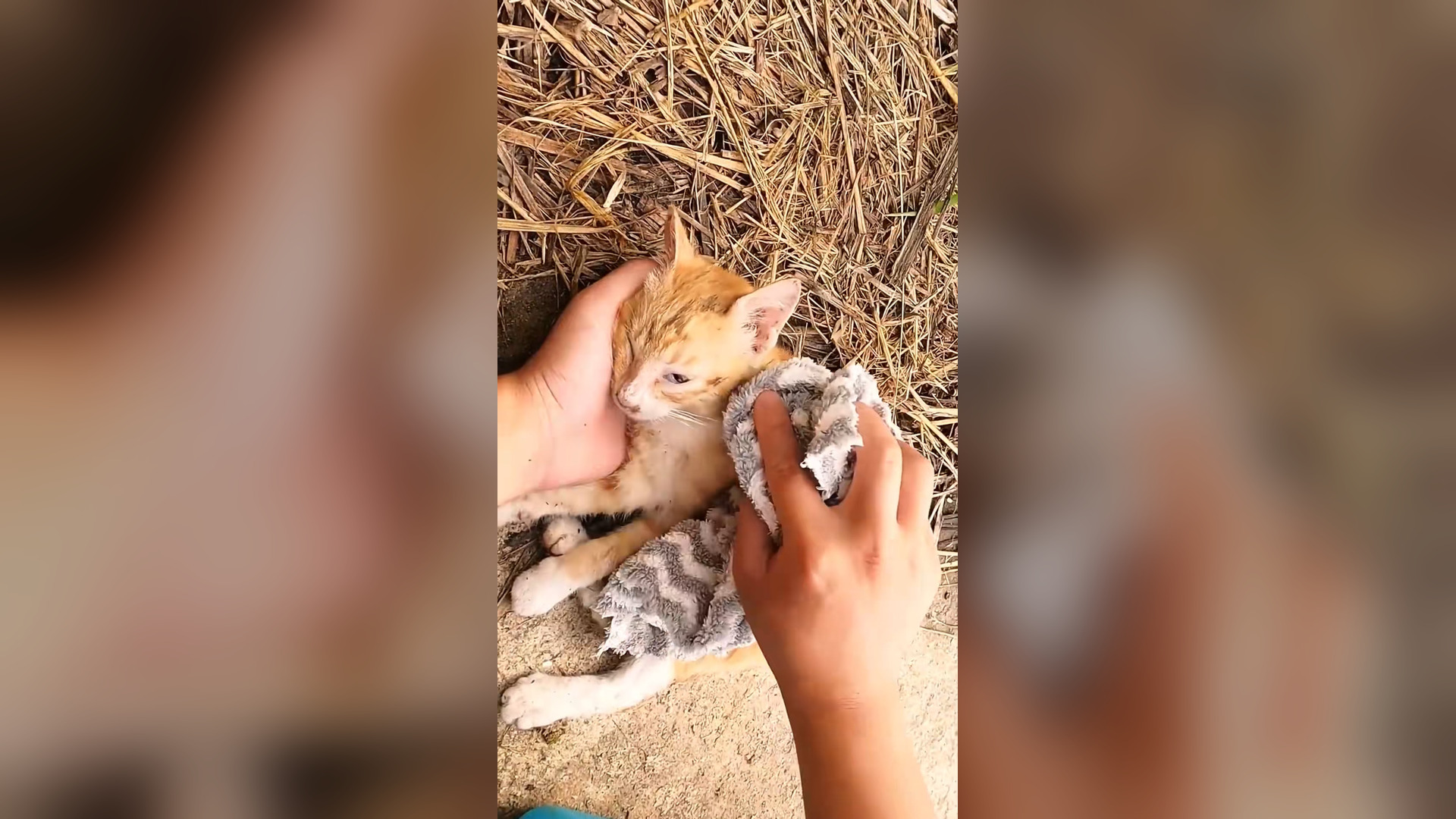 L2805003_OMG ! I found a family of cats lying around screaming for help on the..._part2
